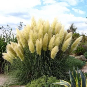 White Pampas Grass Plant 2.5" Pot - Cortaderia selloana Ornamental Grass