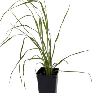 White Pampas Grass Plant 2.5