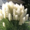 White Pampas Grass Plants - 4 Cortaderia selloana - 2.5" Pots - Ornamental Grass