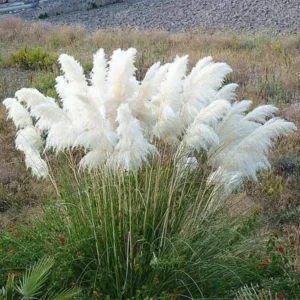 White Pampas Grass Plants - 4 Cortaderia selloana - 2.5" Pots - Ornamental Grass