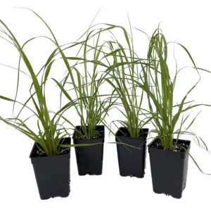 White Pampas Grass Plants - 4 Cortaderia selloana - 2.5