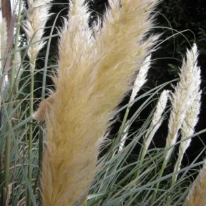 White Pampas Grass Plants - Cortaderia selloana - 2.5" Pot - Ornamental Grass