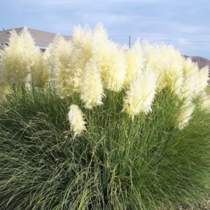 White Pampas Grass Plants - Cortaderia selloana - 2.5