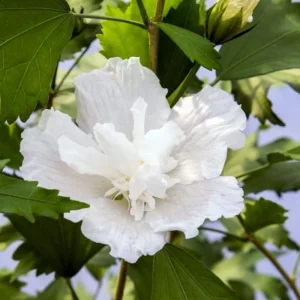 White Pillar Hibiscus Shrub - Rose of Sharon - 4 inch Pot - White Flowers