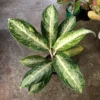 White Rain Chinese Evergreen Plant - Aglaonema - 2.5 Inch Pot - Low Light Indoor Plant