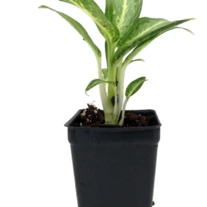 White Rain Chinese Evergreen Plant - Aglaonema - 2.5 Inch Pot - Low Light Indoor Plant