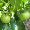 White Sapote Tropical Fruit Tree Seedling - Exotic Fruit Plant - Ready to Grow