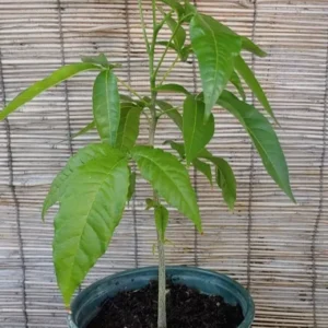 White Sapote Tropical Fruit Tree Seedling - Exotic Fruit Plant - Ready to Grow