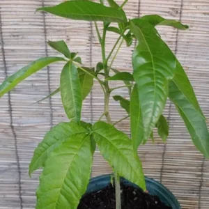 White Sapote Tropical Fruit Tree Seedling - Exotic Fruit Plant - Ready to Grow