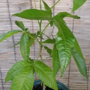 White Sapote Tropical Fruit Tree Seedling - Exotic Fruit Plant - Ready to Grow