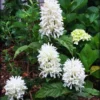 White Shrimp Plant Live - 2 Pack - Indoor/Outdoor Flower Plant