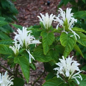 White Shrimp Plant Live - 2 Pack - Indoor/Outdoor Flower Plant