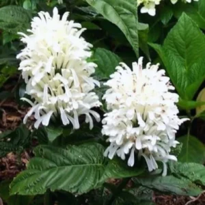 White Shrimp Plant Live - 2 Pack - Indoor/Outdoor Flower Plant