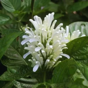 White Shrimp Plant Live - 2 Pack - Indoor/Outdoor Flower Plant