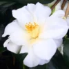 White Swan Camellia Japonica Live Plant - Evergreen Bush Shrub - 1 Gallon Pot