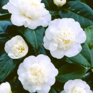 White Swan Camellia Japonica Live Plant - Evergreen Bush Shrub - 1 Gallon Pot