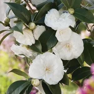 White Swan Camellia Japonica Live Plant - Evergreen Bush Shrub - 1 Gallon Pot