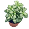 White Tiger Mini Nerve Plant - Fittonia - 2.5" Pot Indoor Plant