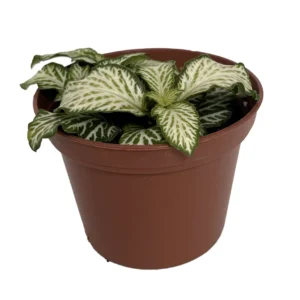 White Tiger Mini Nerve Plant - Fittonia - 2.5