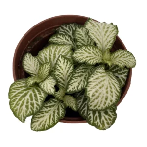 White Tiger Mini Nerve Plant - Fittonia - 2.5