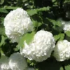 White Viburnum Flower Plant - 6-10 Inch Snowball Bush - Live Plant in Pot