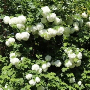 White Viburnum Flower Plant - 6-10 Inch Snowball Bush - Live Plant in Pot