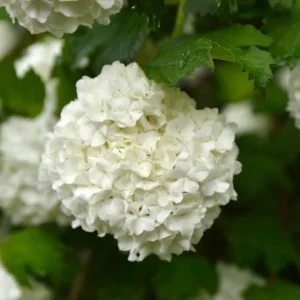 White Viburnum Flower Plant - 6-10 Inch Snowball Bush - Live Plant in Pot