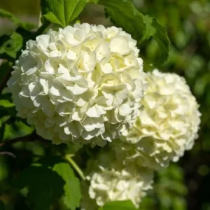 White Viburnum Flower Plant - 6-10 Inch Snowball Bush - Live Plant in Pot