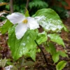 White Wake Robin - Trillium grandiflorum - 3 Top Size Bulbs - Shade Plant