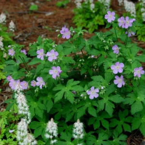 Wild Geranium Plants - 10 Cranesbill Geranium Maculatum Organic Bare Root