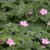 Wild Geranium Plants - 10 Cranesbill Geranium Maculatum Organic Bare Root