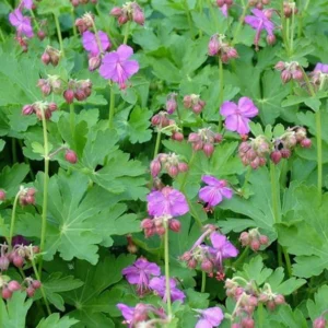 Wild Geranium Plants - 10 Cranesbill Geranium Maculatum Organic Bare Root