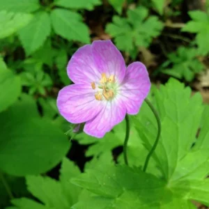 Wild Geranium Plants Cranesbill - 100 Organic Bare Root Stock Maculatum