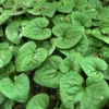 Wild Ginger Plants - 3 Bare Roots Asarum Canadense - Organic Perennial Planting Stock