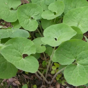 Wild Ginger Plants - 3 Bare Roots Asarum Canadense - Organic Perennial Planting Stock