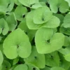 Wild Ginger Plants - 3 Bare Roots Asarum Canadense - Organic Perennial Planting Stock