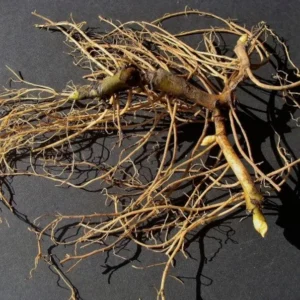 Wild Ginger Plants - 3 Bare Roots Asarum Canadense - Organic Perennial Planting Stock