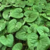 Wild Ginger Plants Asarum Canadense - 15 Bare Root Wildflower Native Perennial Rhizomes