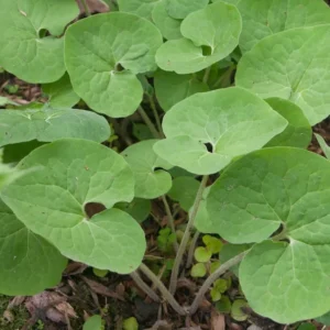 Wild Ginger Plants Asarum Canadense - 15 Bare Root Wildflower Native Perennial Rhizomes