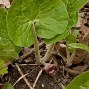 Wild Ginger Plants Asarum Canadense - 15 Bare Root Wildflower Native Perennial Rhizomes