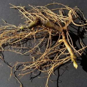 Wild Ginger Plants Asarum Canadense - 15 Bare Root Wildflower Native Perennial Rhizomes