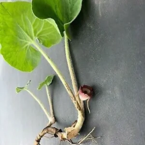 Wild Ginger Plants Asarum Canadense - 20 Bare Root Wildflower Native Organic Perennial Planting Stock