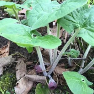 Wild Ginger Plants Asarum Canadense - 20 Bare Root Wildflower Native Organic Perennial Planting Stock