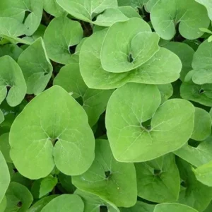 Wild Ginger Plants Asarum Canadense - 20 Bare Root Wildflower Native Organic Perennial Planting Stock