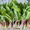Wild Ramps Bulbs - 10 Bare Root Wild Leeks Allium Tricoccum - Organically Grown