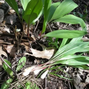 Wild Ramps Bulbs - 10 Bare Root Wild Leeks Allium Tricoccum - Organically Grown