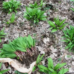 Wild Ramps Bulbs - 10 Bare Root Wild Leeks Allium Tricoccum - Organically Grown