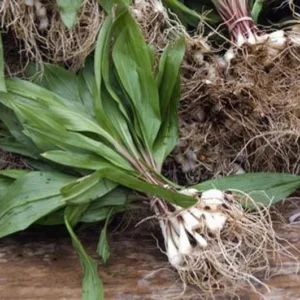 Wild Ramps Bulbs - 100 Bare Root Wild Leeks Allium Tricoccum Organic for Planting