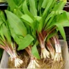 Wild Ramps Bulbs - 3 Organic Wild Leeks Allium Tricoccum Bare Roots for Planting