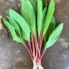 Wild Ramps Bulbs Bare Root Wild Leeks Allium Tricoccum - 5 Bulbs